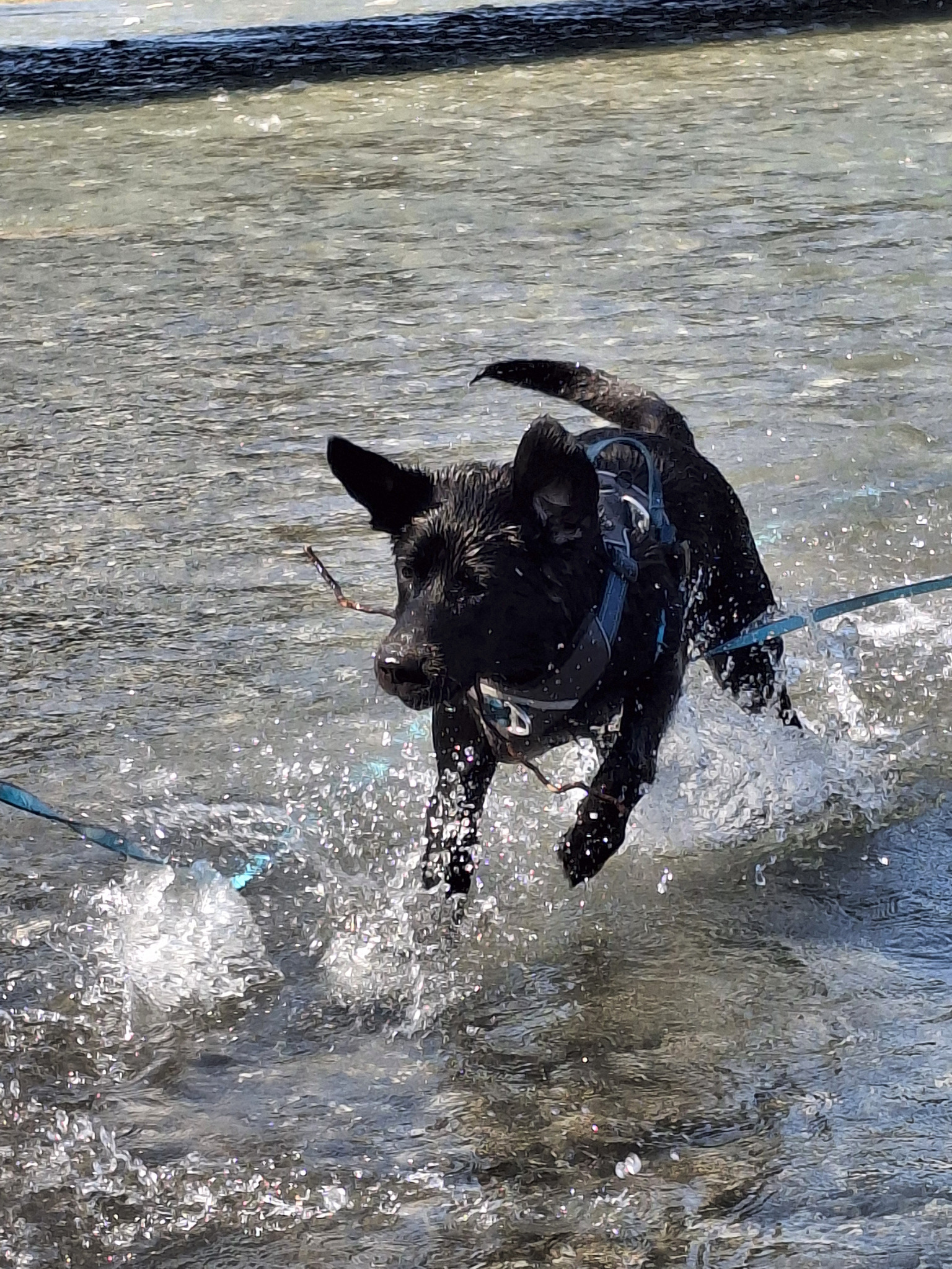 Der junge Labrador Ben läuft durch flaches Wasser, das um seine Pfoten spritzt