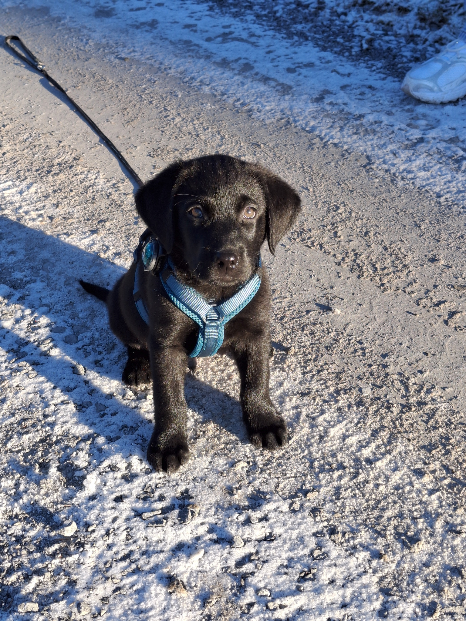 Ben als kleiner Labradorwelpe mit Geschirr an einem winterlichen Weg