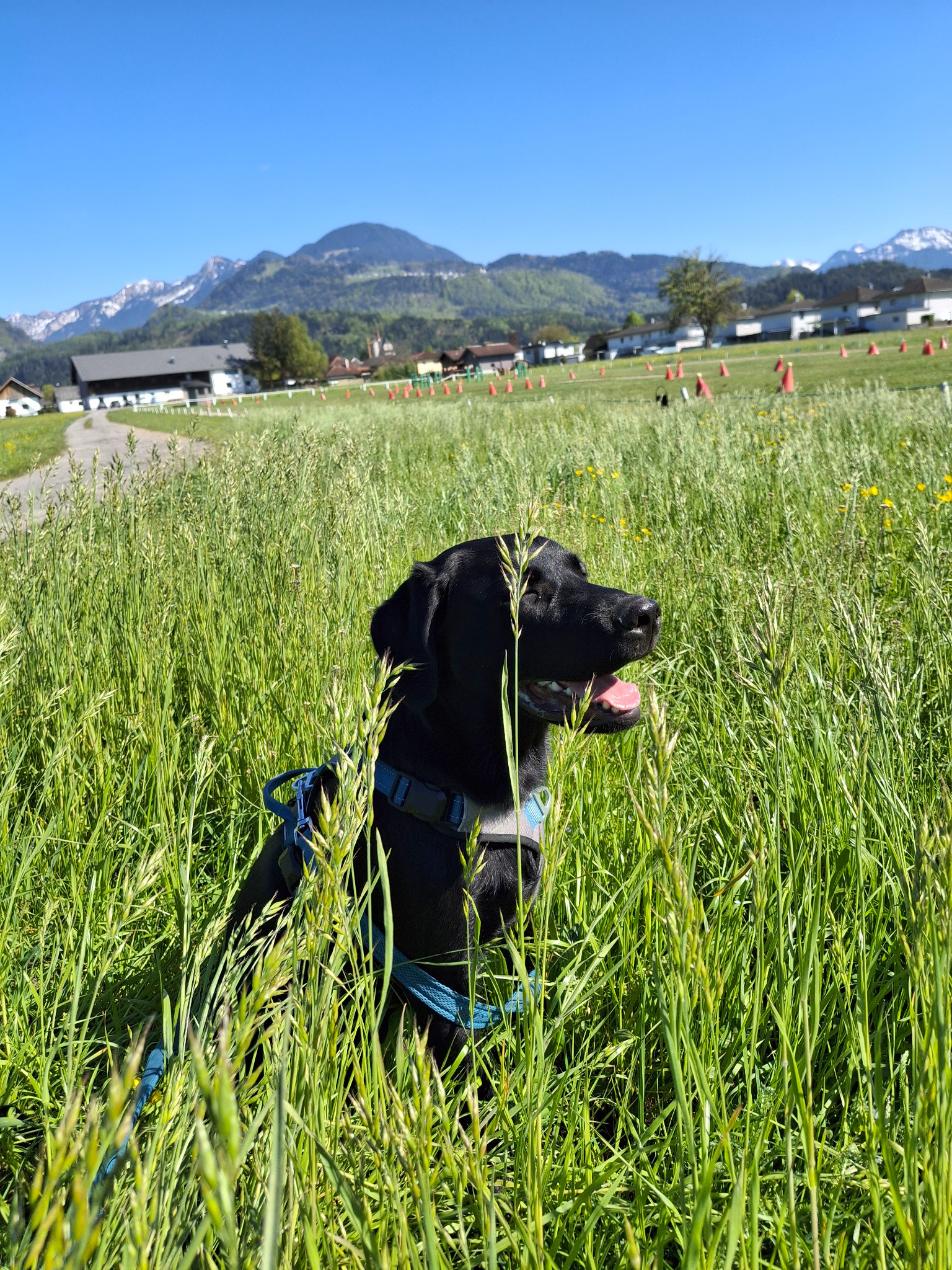Ben sitzt als junger schwarzer Labrador in einer grünen Wiese vor den Bergen